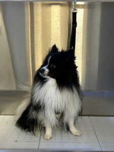 IMG_3295